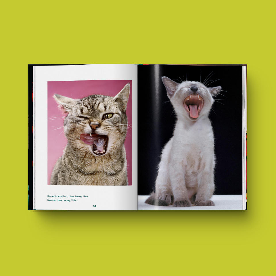 "Cats. Photographs 1942–2018" - Walter Chandoha 3 "Cats. Photographs 1942–2018" - Walter Chandoha - immagine 3