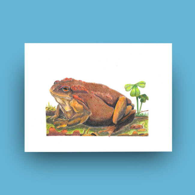 Bufo Bufo Nicola Dadamo Doggoman