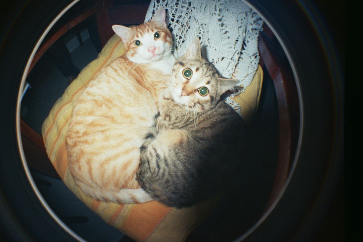 Fisheye No. 2 Camera-Graffiti